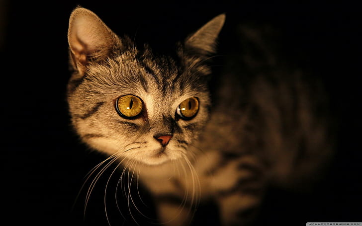 Tajemniczy kot, brązowy, czarny, oczy, zwierzęta, Tapety HD