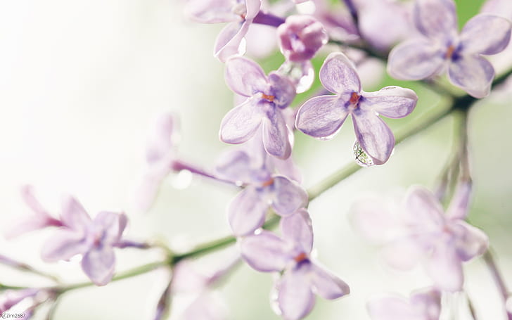 Bunga lili, bunga petaled ungu, bunga, ungu, Wallpaper HD