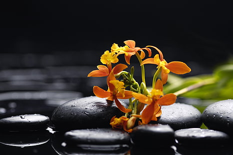 orange Blüten, Wasser, Tropfen, Blumen, Zärtlichkeit, Schönheit, Orange, Blüten, Orchideen, Orchidee, schwarze Steine, HD-Hintergrundbild HD wallpaper