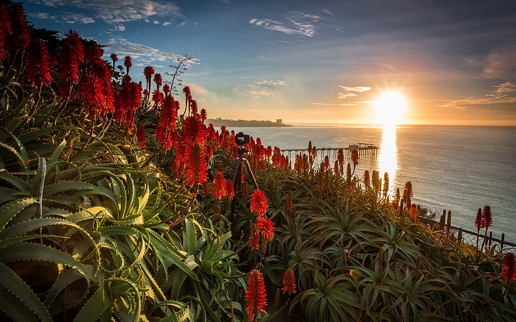 kwiaty, morze, słońce, niebo, La Jolla, USA, Tapety HD