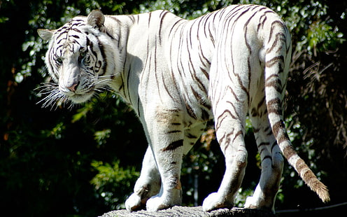 Rare White Tiger, albino tiger, white, rare, tiger, tigers, HD wallpaper HD wallpaper