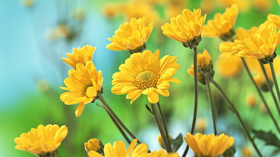 Schöne gelbe Chrysantheme Blumen Wallpaper HD mit hoher Qualität 1920 × 1080, HD-Hintergrundbild HD wallpaper