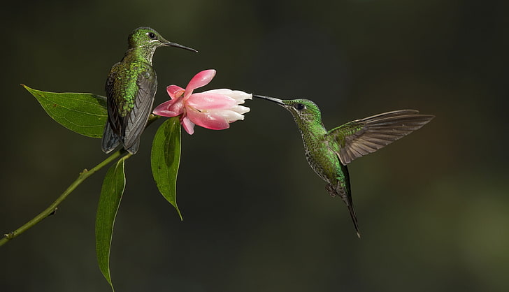 pássaro, flor, beija-flor, par, HD papel de parede