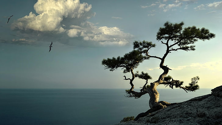 дерево, небо, вода, море, одинокое дерево, природа, одинокий, одинокое дерево, хребет, скалистый, HD обои