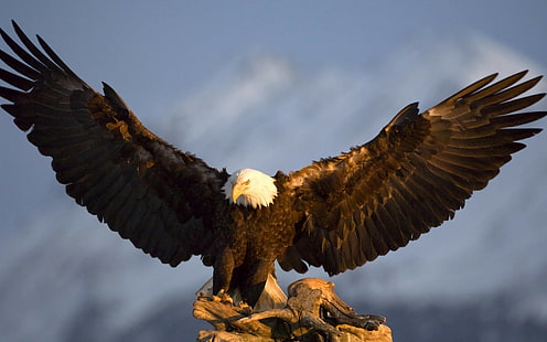 natureza, animais, pássaros, águia, águia americana, HD papel de parede HD wallpaper