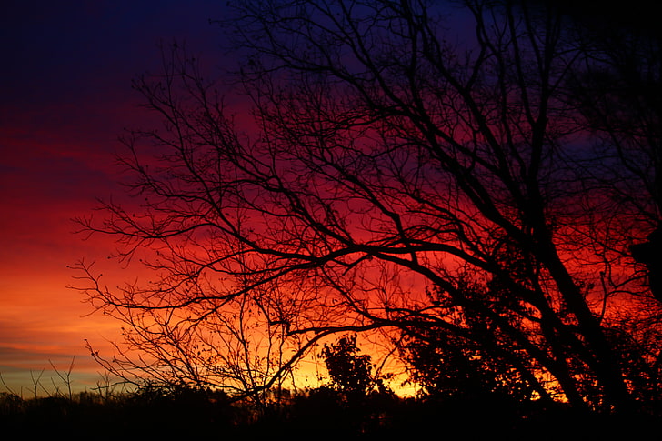 albero silhoutte durante l'ora d'oro pittura, tramonto, paesaggio, Sfondo HD