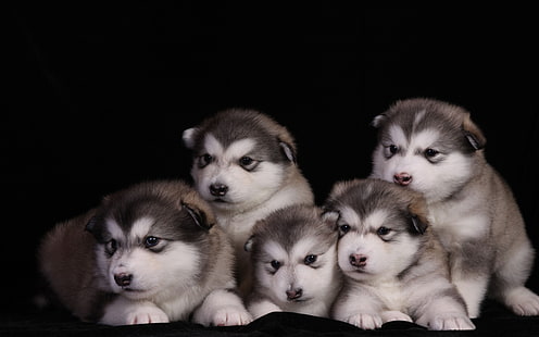 สัตว์สุนัข Alaskan Malamute Puppies สัตว์สุนัข Alaskan Malamute Puppies Hd Desktop Backgrounds, วอลล์เปเปอร์ HD HD wallpaper