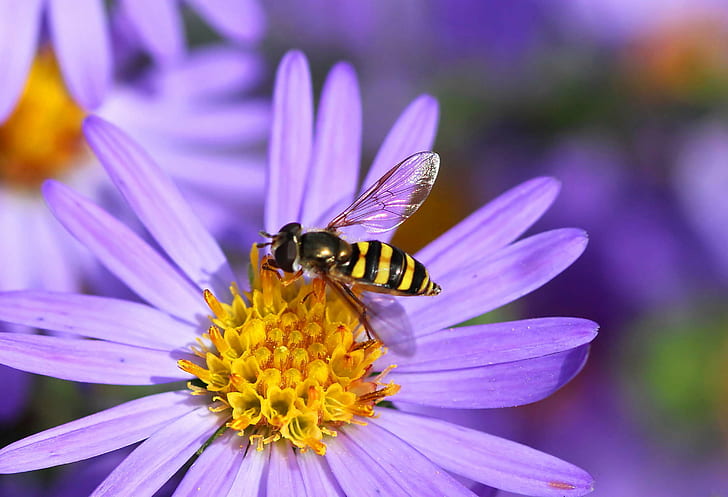 黄色と黒のスズメバチ紫花マクロ撮影、ポニー、バロニー、黄色、黒スズメバチ、紫花、マクロ撮影、ホバーフライ、蜂、ノースカロライナ、リッチモンド郡、ベイツ擬態、周波数、波、昆虫、自然、マクロ、クローズアップ、花、受粉、夏、花粉、動物、 HDデスクトップの壁紙
