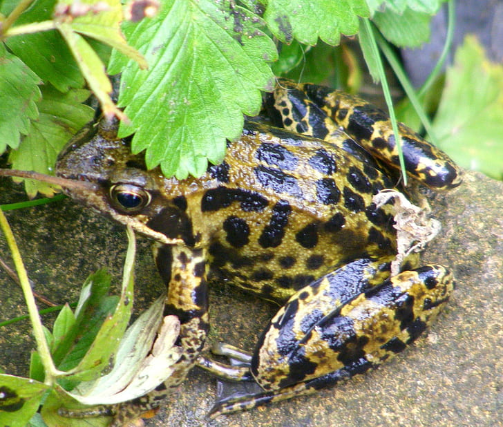 Patterned Frog !, rana marrone e verde, foglia, pietra, stagno, rana, animali, Sfondo HD
