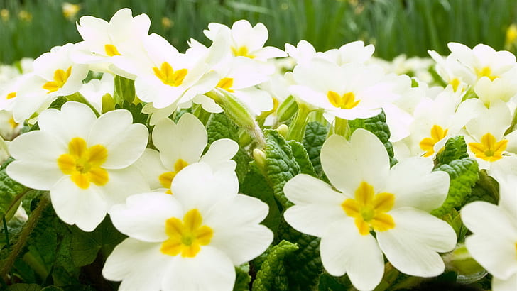 Flores brancas fundo, branco, flores, plano de fundo, HD papel de parede