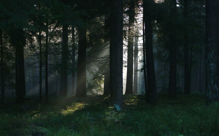 Bästa Dark Forest HD, 1440x900, bästa, mörka, skog, HD tapet