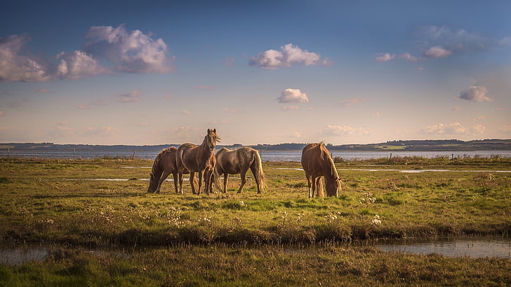 zwei braune und schwarze Pferde, Natur, Tiere, Pferd, HD-Hintergrundbild