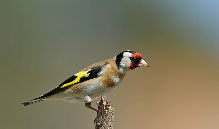 นก, Goldfinch, นก, สัตว์ป่า, วอลล์เปเปอร์ HD