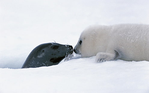 zwierzęta, foki, śnieg, małe zwierzątka, Tapety HD HD wallpaper