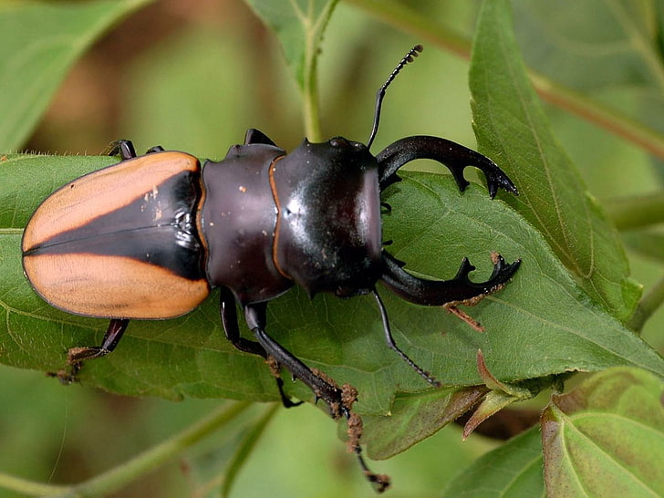 beetle bugs stag beetle Animals Other HD Art , bugs, beetle, insects, HD wallpaper