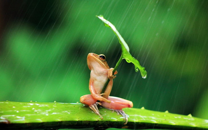 Żaby, rzekotka drzewna, płazy, zwierzę, żaba, liść, deszcz, Tapety HD