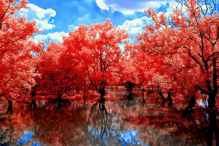 червенолистни дървета, червенолистно растение в плитката вода, есен, природа, пейзаж, дървета, вода, отражение, HD тапет