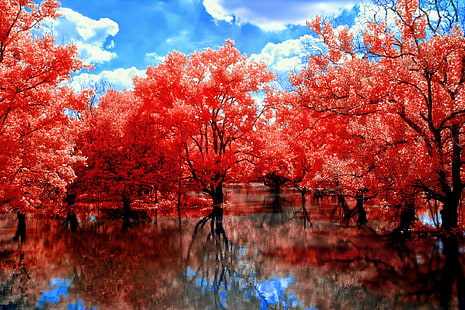 красные лиственные деревья, красные листья растений на мелководье, осень, природа, пейзаж, деревья, вода, отражение, HD обои HD wallpaper