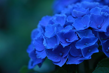 синьо цвете хортензия във фокусна фотография, макро, цветя, венчелистчета, синьо, хортензия, HD тапет HD wallpaper