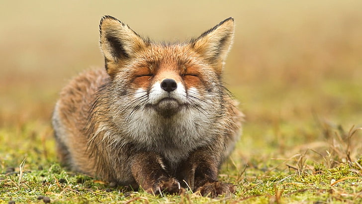 Braunfuchs, Fuchs, Tiere, geschlossene Augen, HD-Hintergrundbild