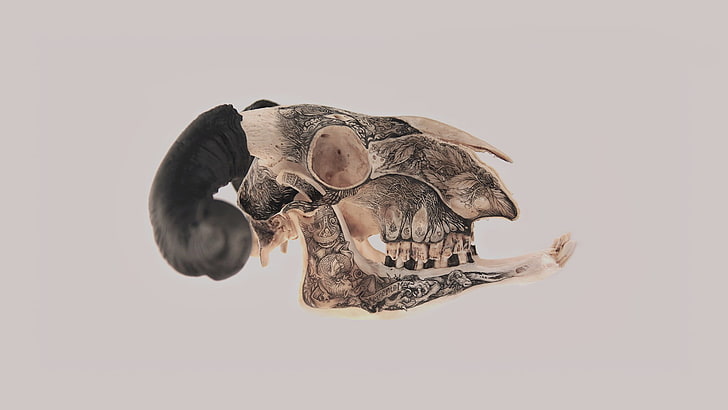 brown and gray bird, skull, horns, artwork, HD wallpaper