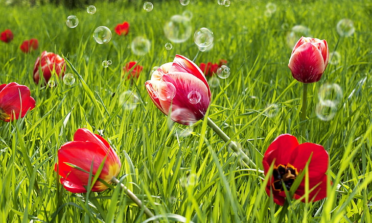 red flowers, greens, field, grass, flowers, red, background, widescreen, Wallpaper, meadow, bubbles, tulips, full screen, HD wallpapers, fullscreen, HD wallpaper