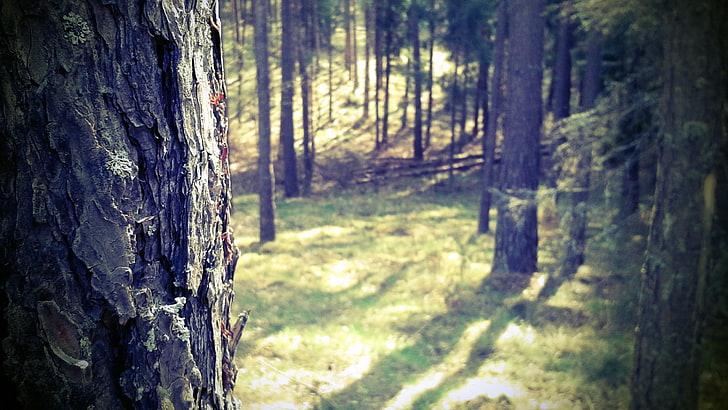 zielone lasy, las, Mazury, przyroda, drzewa, zbliżenie, Polska, Tapety HD