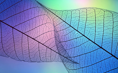 透明な葉脈の抽象的な壁紙08、葉の図、 HDデスクトップの壁紙 HD wallpaper