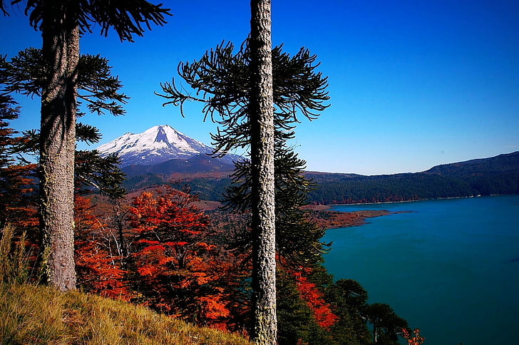 grauen Baum, Vulkan, Chile, Wald, See, Herbst, schneebedeckten Gipfel, Bäume, Affen Puzzle Baum, Gras, Morgen, Natur, Berge, Landschaft, HD-Hintergrundbild