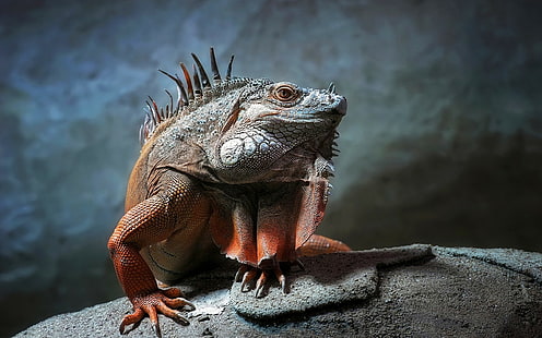 lizards, iguana, HD wallpaper HD wallpaper