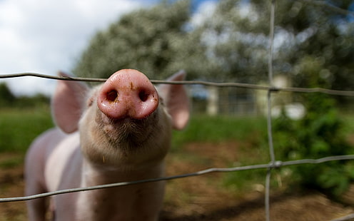 Tiere, Schweine, HD-Hintergrundbild HD wallpaper