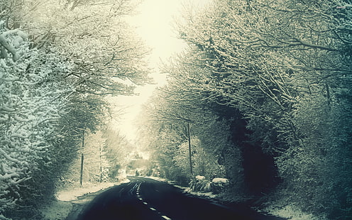 Strada che attraversa le fores innevate, strada asfaltata, natura, inverno, Sfondo HD HD wallpaper