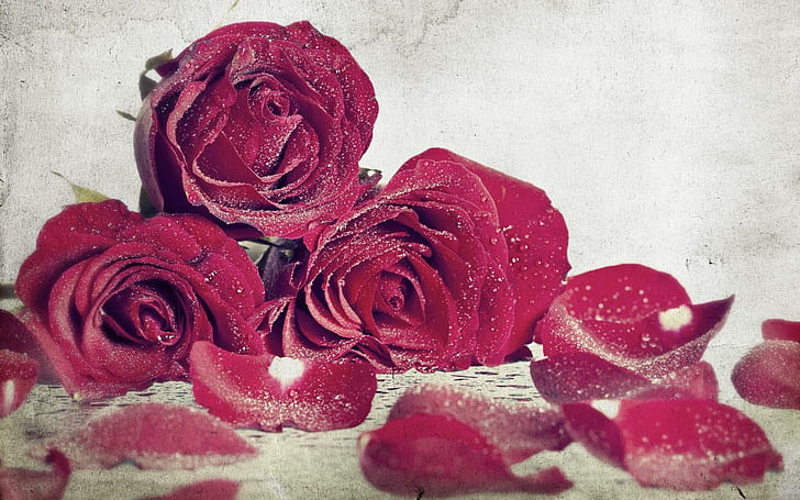 Salty Passion, passion, salty, roses, romance, love, red-roses, parfume, HD wallpaper