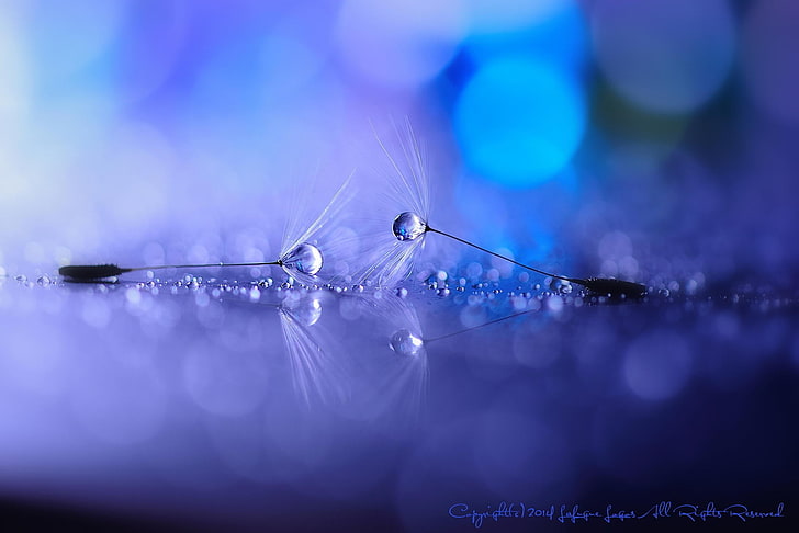 closeup photo of water drop, flowers, dandelion, water drops, HD wallpaper
