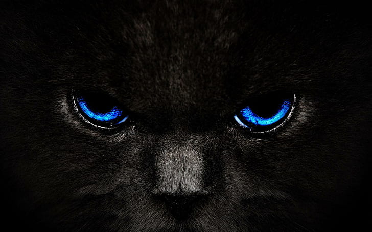 Menatap, hitam, mata, menatap, wajah, biru, binatang, binatang, Wallpaper HD