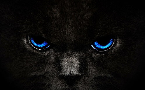 Stare, black, eyes, stare, face, blue, animal, animals, HD wallpaper HD wallpaper