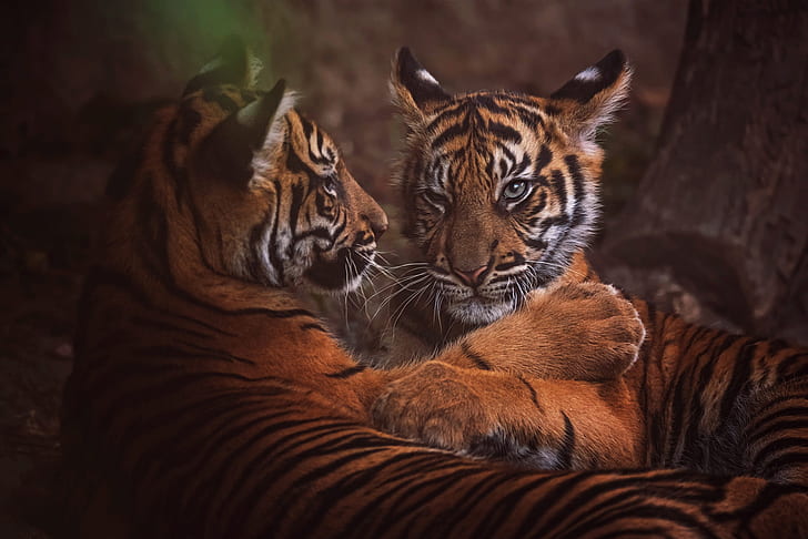 look, face, nature, tiger, pose, the dark background, tree, stay, portrait, paws, pair, kittens, wild cats, a couple, tigers, friends, the cubs, two, lie, cubs, two cubs, HD wallpaper