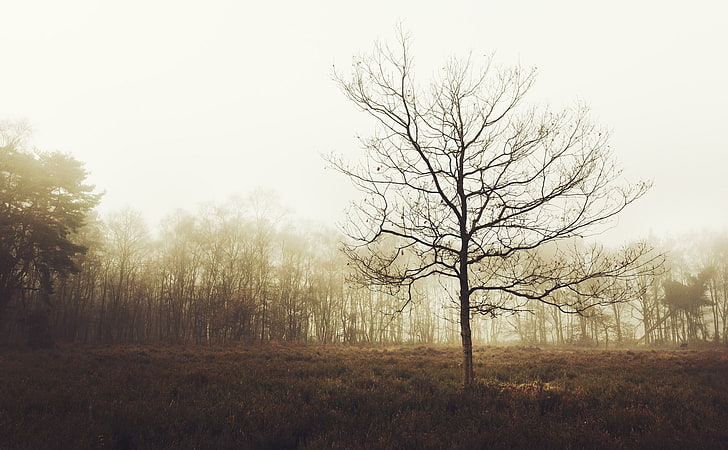 blattloser Baum, Landschaft, Bäume, Nebel, Sträucher, Natur, Braun, Beige, Fall, HD-Hintergrundbild