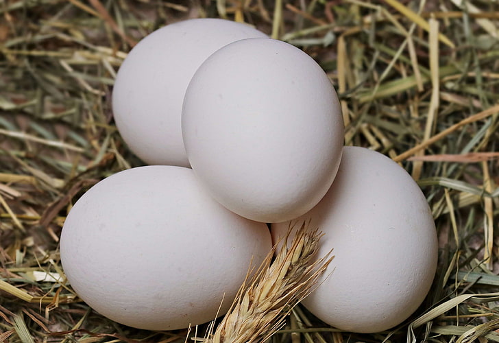 kycklingägg, kycklingprodukt, läcker, äta, ätlig, ägg, mat, hö, friska, näring, råa ägg, halm, vita, vita ägg, HD tapet