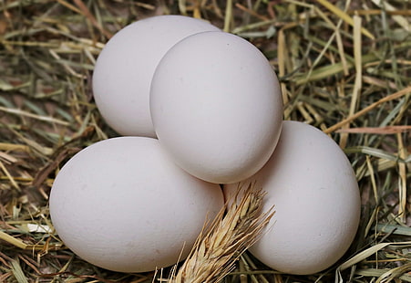 بيض الدجاج ، منتج الدجاج ، لذيذ ، أكل ، صالح للأكل ، بيض ، طعام ، تبن ، صحي ، تغذية ، بيض نيء ، قش ، أبيض ، بيض أبيض، خلفية HD HD wallpaper