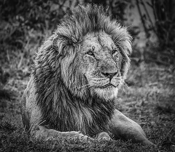 グレースケールのライオンの絵、マサイマラ、ケニア、マサイマラ、ケニア、マサイマラ、グレースケール、ライオン、絵画、ケニア、ケニア、ルミックス、マサイマラ、パナソニック、野生動物、ライオン-ネコ、アフリカ、肉食動物、サファリ動物、動物、飼い慣らされていない猫、野生の動物、ネコ科、自然、たてがみ、哺乳類、大きな猫、サバンナ、雄動物、タンザニア、 HDデスクトップの壁紙 HD wallpaper