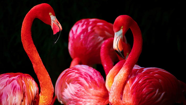djur flamingos fåglar, djur, flamingos, fåglar, HD tapet