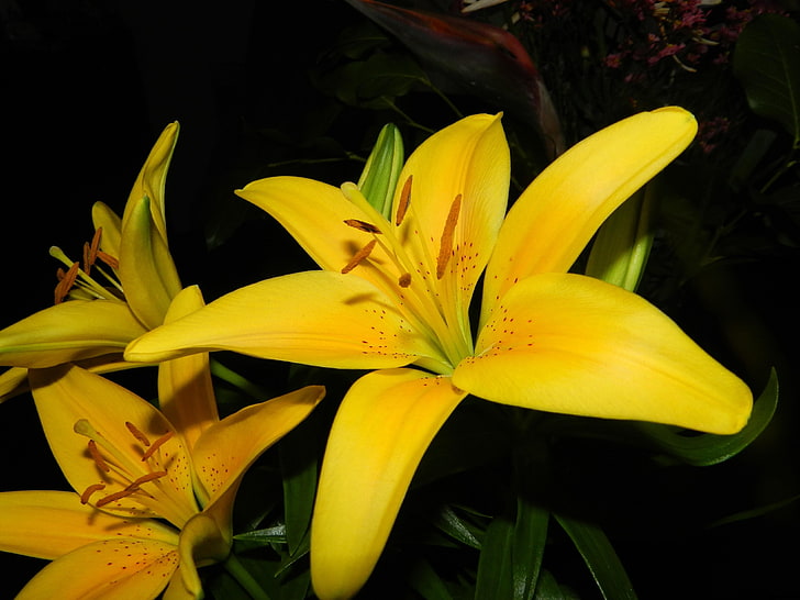 yellow flowers, lilies, yellow, flowers, stamens, petals, close-up, HD wallpaper