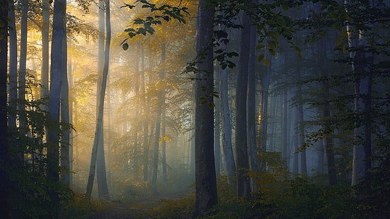 зелени листни дървета, природа, пейзаж, гора, пътека, дървета, слънчева светлина, мъгла, HD тапет HD wallpaper