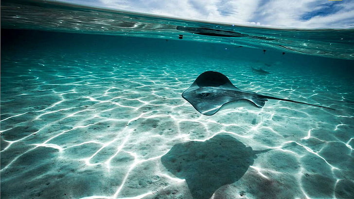 manta ray, tahiti, ocean, pod wodą, Tapety HD