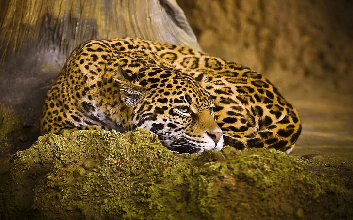 茶色のヒョウ、ヒョウ、睡眠、斑点、大きな猫、 HDデスクトップの壁紙