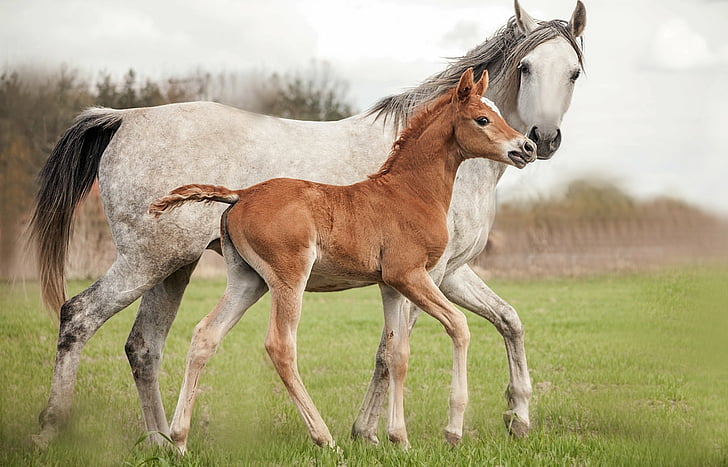 Zwierzę, koń, niemowlę, źrebię, Tapety HD