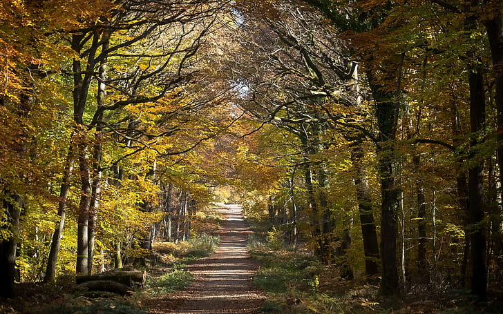 Bosque, árboles, camino, otoño, bosque, árboles, camino, otoño, Fondo de pantalla HD