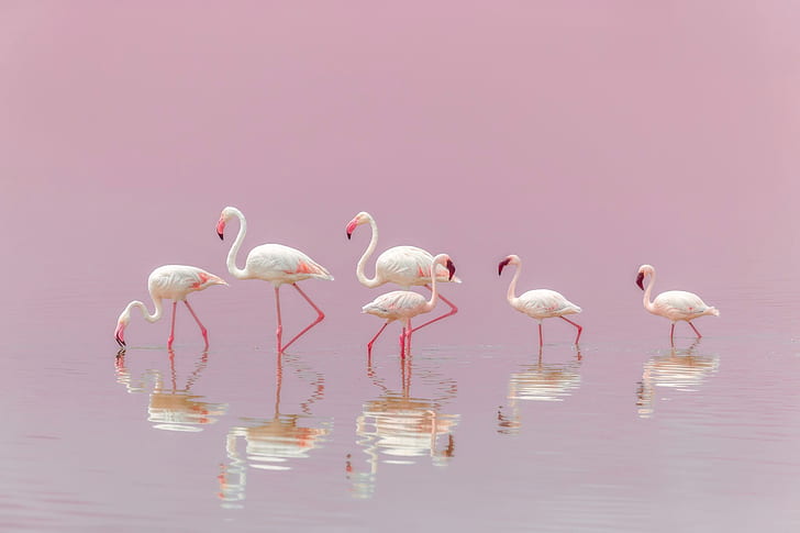 Vögel, Flamingo, Vogel, Reflexion, wild lebende Tiere, HD-Hintergrundbild