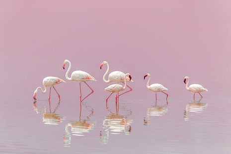 Aves, Flamingo, Pássaro, Reflexão, Vida Selvagem, HD papel de parede HD wallpaper
